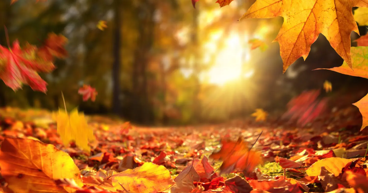 Belenus Erlebnisernte in den Herbstferien